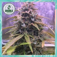 Stardawg Auto Feminised Cannabis Seeds - Double Seeds