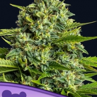 Sticky Boof Feminised Cannabis Seeds - Anesia Seeds
