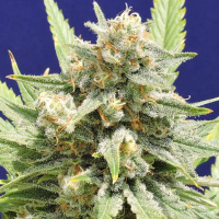 Stinkin Bishop Feminised Cannabis Seeds | Original Sensible Seed Company
