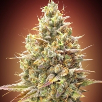 Strawberry Banana Feminised Cannabis Seeds | Advanced Seeds.