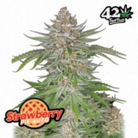 Strawberry Pie Auto Feminised Cannabis Seeds | Fast Buds