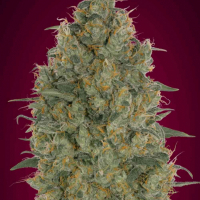 Strawberry Gum Feminised Cannabis Seeds | Advanced Seeds 