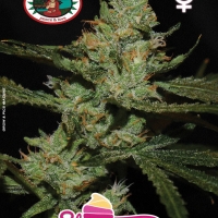 Strawnana Sundae Feminised Cannabis Seeds | Big Buddha Seeds 
