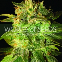 Sugar Mango Ryder Auto Feminised Cannabis Seeds | World of Seeds