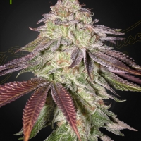 Sugarlato Auto Feminised Cannabis Seeds | Green House Seeds.