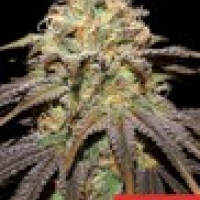 Super Boof Feminised Cannabis Seeds | Cream Of The Crop
