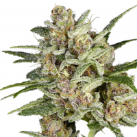 Super Mad Sky Floater Feminised Cannabis Seeds - Super Sativa Seed Club