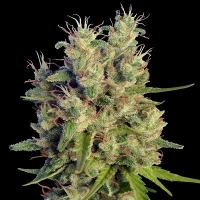 Super Malawi Haze Feminised Cannabis Seeds | Ace Seeds.
