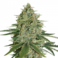 Super Skunk Feminised Cannabis Seeds | Seed Stockers