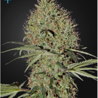 Super Bud Auto Feminised Cannabis Seeds | Green House Seeds 