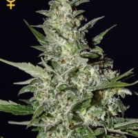 Super Critical Auto Feminised Cannabis Seeds | Green House Seeds.