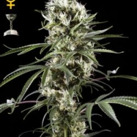 Super Lemon Haze Feminised Cannabis Seeds | Green House Seeds 