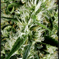 Super Silver Haze Feminised Cannabis Seed | Green House Seeds