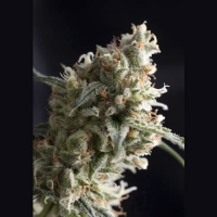 Auto Super Hash Feminised Cannabis Seeds | Pyramid Seeds