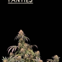 Superior Mandarin Panties Feminised Cannabis Seeds | Seed Stockers