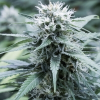 Sweet Amnesia Feminised Cannabis Seeds