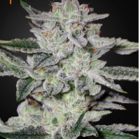 Sweet Valley Kush Feminised Cannabis Seeds | Green House Seeds 