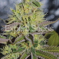 Sweet Zombie Feminised Cannabis Seeds | Expert Seeds
