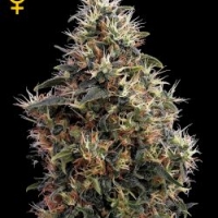 Sweet Mango Auto Feminised Cannabis Seeds | Green House Seeds 