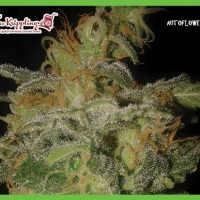 Dr Krippling Incredible Bulk Auto Feminised Cannabis Seeds For Sale