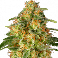 TNT Trichome Feminised Cannabis Seeds - Super Sativa Seed Club