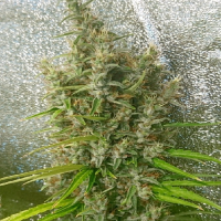 Thai x Panama Feminised Cannabis Seeds | Ace Seeds.