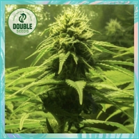 The BULK - Double Seeds