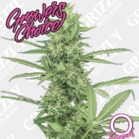 The Real Amnesia Feminised Cannabis Seeds - Growers Choice.