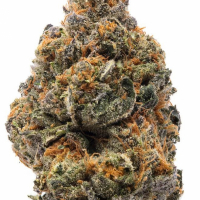 The New Feminised Cannabis Seeds | Humboldt Seed Organisation