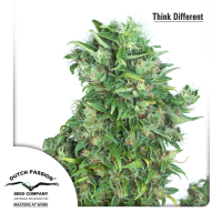 Think Different Auto Feminised Cannabis Seeds | Dutch Passion 