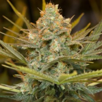 Three Blue Kings Feminised Cannabis Seeds | Humboldt Seed Organisation