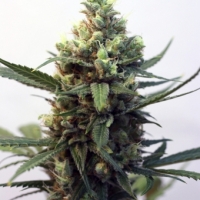 Toxic Feminised Cannabis Seeds