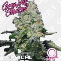 Tropical Cookies Feminised Cannabis Seeds - Growers Choice.