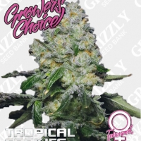 Tropical Cookies Double XXL Auto Feminised Cannabis Seeds - Growers Choice.