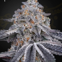 Velvet Moon Feminised Cannabis Seeds | Green House Seeds.