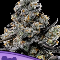Violet Face Feminised Cannabis Seeds - Anesia Seeds