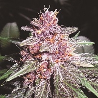 Violeta Regular Cannabis Seeds | Ace Seeds.