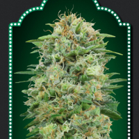 White Widow CBD Feminised Cannabis Seeds | OO Seeds  
