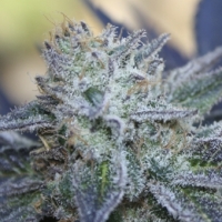 Washing Machine Feminised Cannabis Seeds