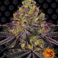 Watermelon Zkittlez Feminised Cannabis Seeds | Barney's Farm 