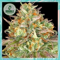 Wedding Cake Feminised Cannabis Seeds - Double Seeds