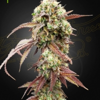 West Coast OG X Gelato 41 Auto Feminised Cannabis Seeds | Green House Seeds.