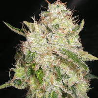 White Chronic Feminised Cannabis Seeds | Cream Of The Crop