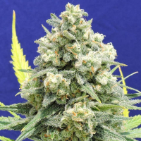 White Critical Feminised Cannabis Seeds |  Original Sensible Seed Company