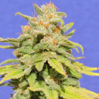White Crystal Meth Auto Feminised Cannabis Seeds | Original Sensible Seed Company