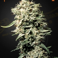 White Rhino Feminised Cannabis Seeds | Green House Seeds.