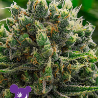 White Runtz Feminised Cannabis Seeds - Anesia Seeds