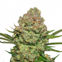 White Widow Auto Feminised Cannabis Seeds | Seed Stockers