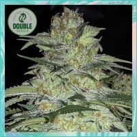 White Widow X Big Bud Feminised Cannabis Seeds - Double Seeds