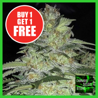 White Widow x Big Bud Feminised Cannabis Seeds - Cannabis Seeds Store